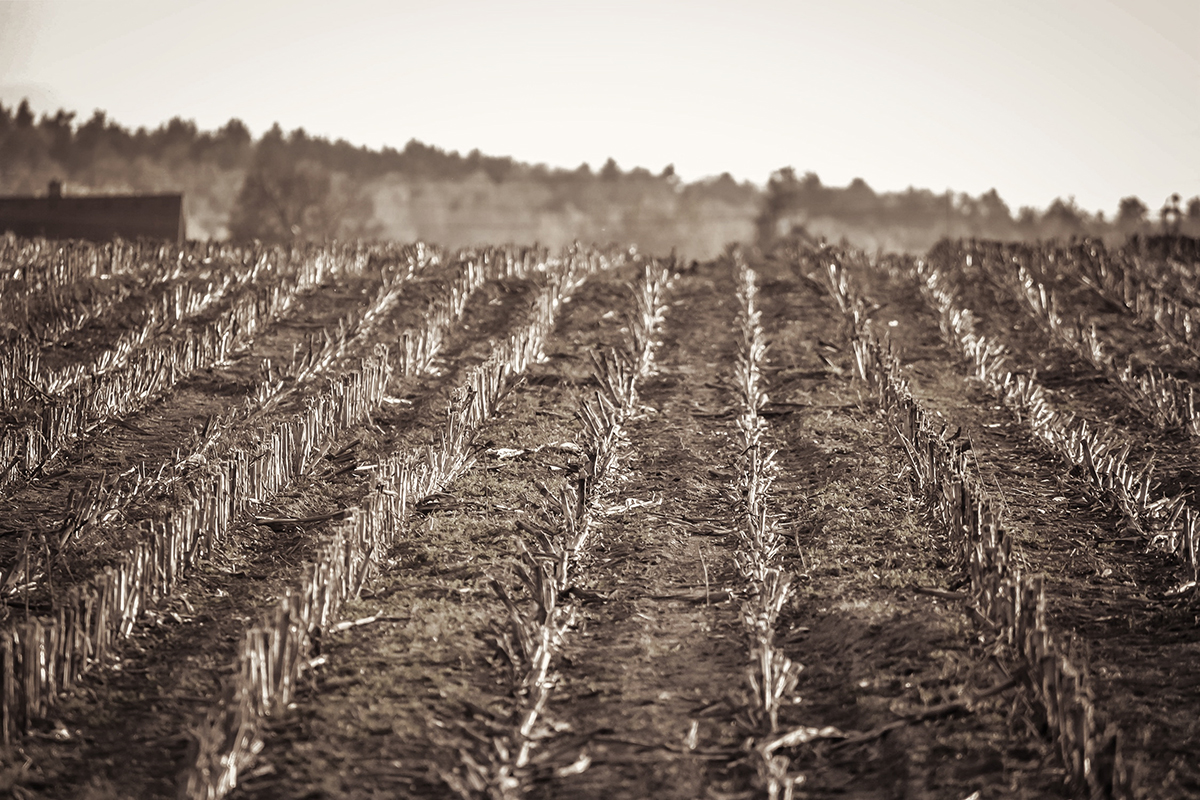 Field with Stalks and Straw