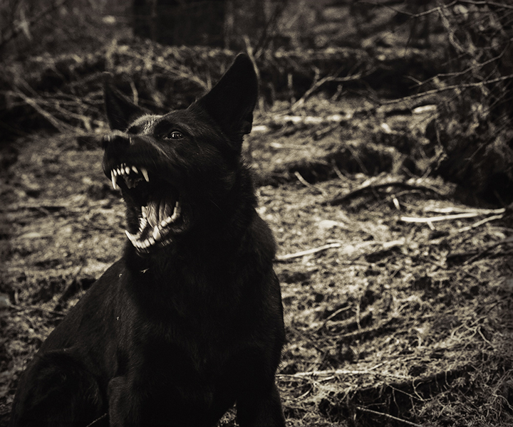 Barking Dog