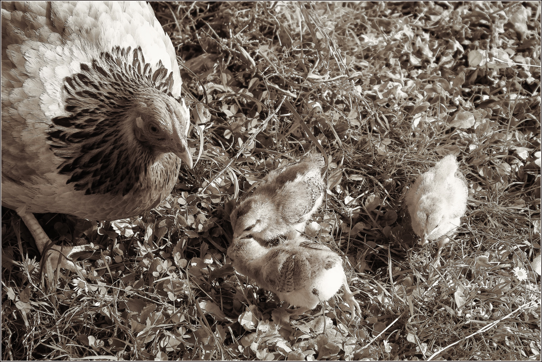 A Hen and Her Chicks