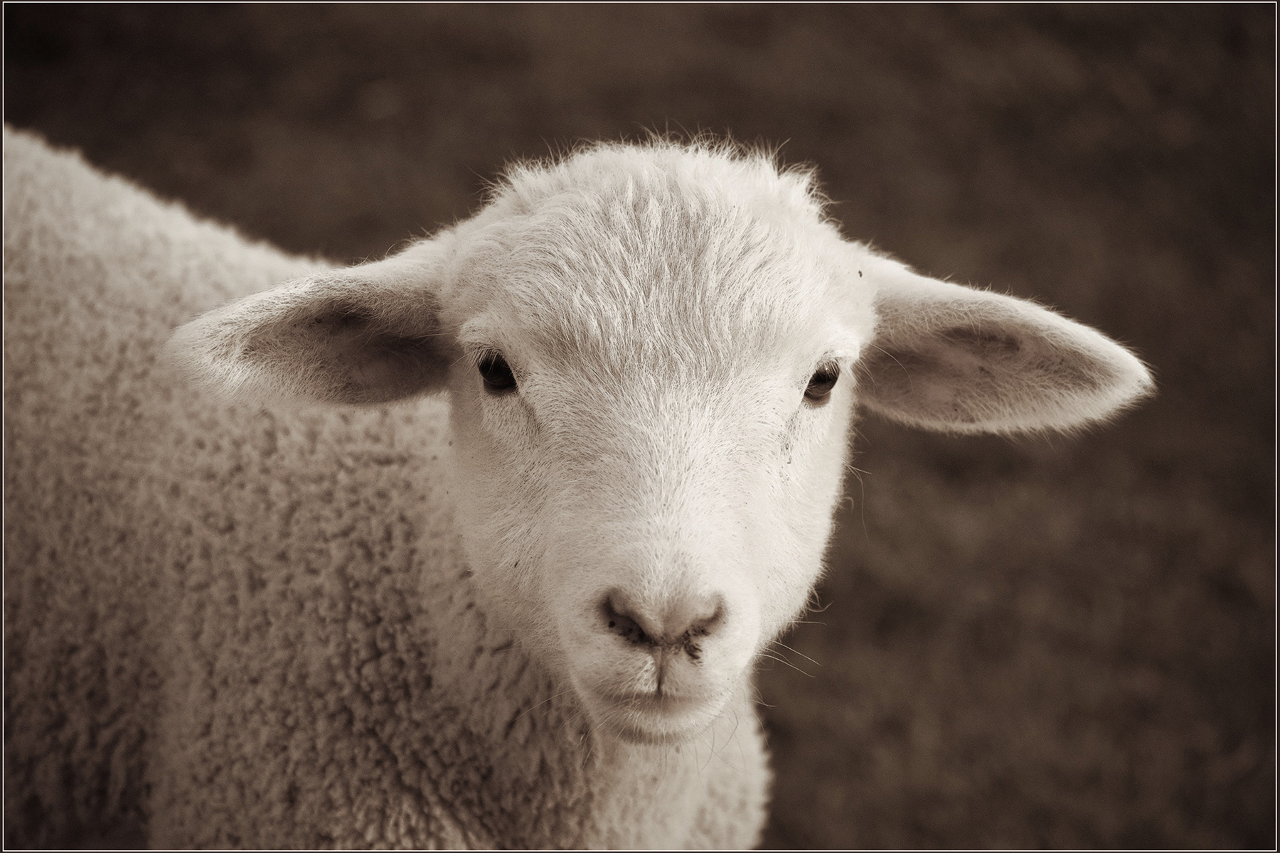Lamb