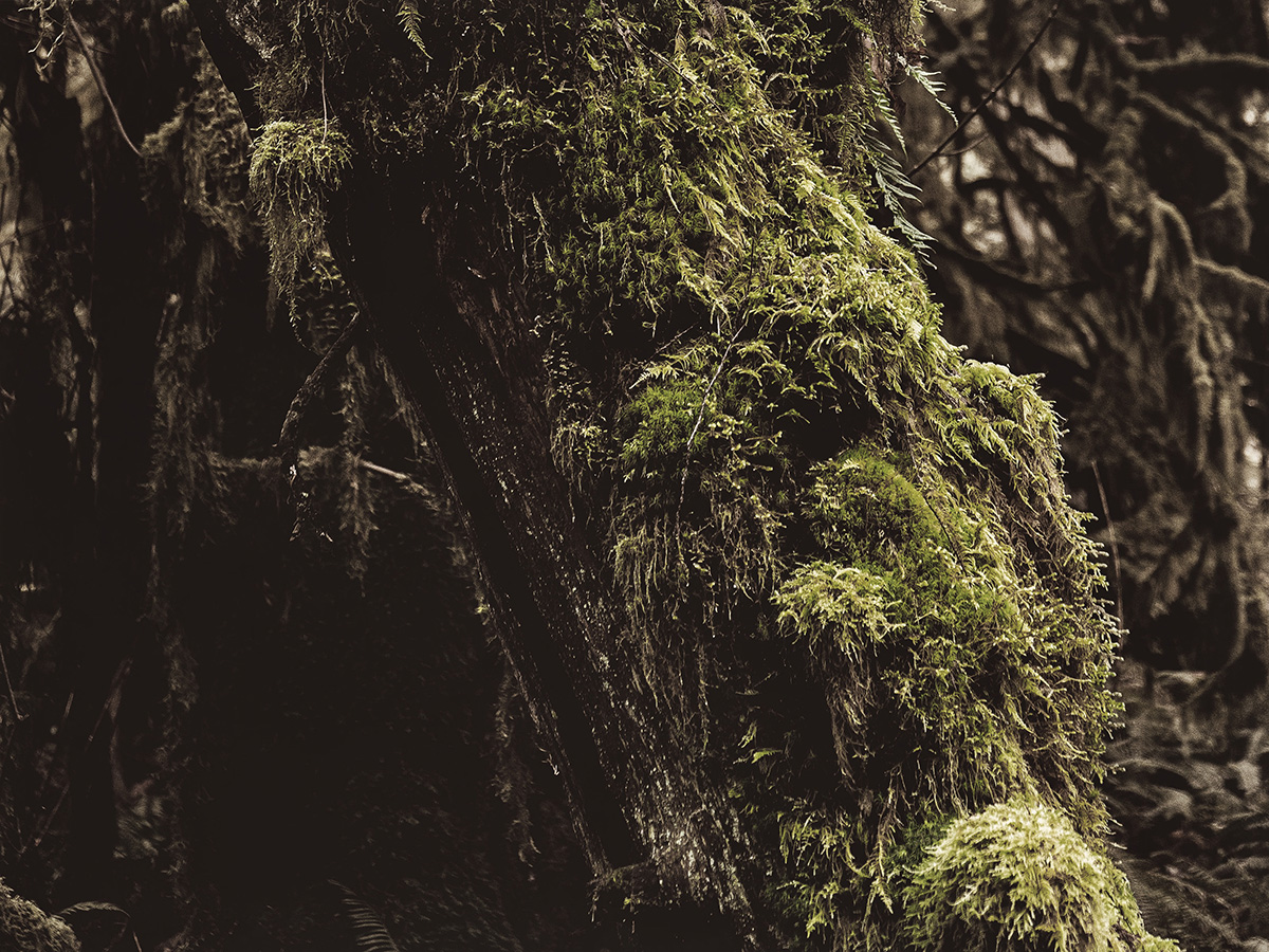 A Rotting Tree with new growth