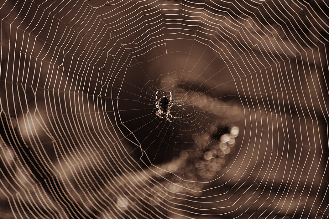 Spider in a Web