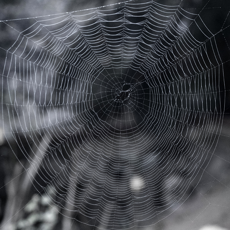 Spider Web